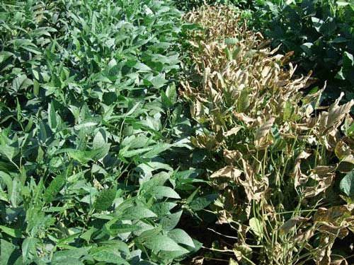Soybeans susceptible to SDS
